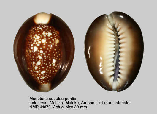 Monetaria caputserpentis.jpg - Monetaria caputserpentis(Linnaeus,1758)